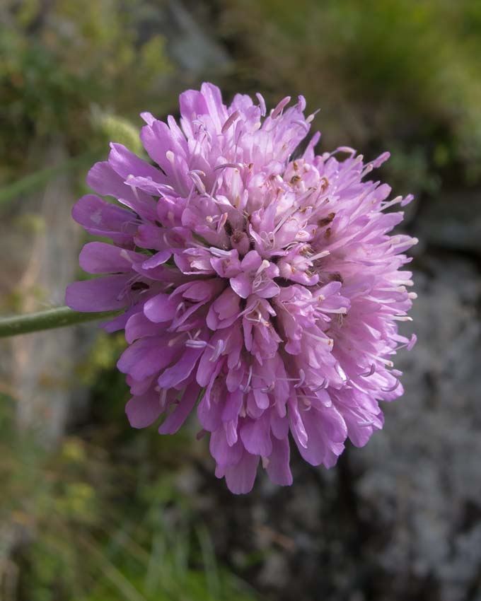 Knautia arvensis / Knautia comune